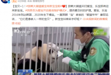 旅韩大熊猫爱宝有新宝宝啦  饲养员为爱宝开启昼夜陪护模式-融党建互动平台