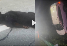 自驾游夫妻高速上被黑熊撞翻车：车报废人脑震荡-融党建互动平台