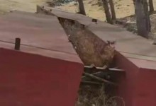 当事人回应私搭浮桥一家18口被判刑：工作也没了 只能去外面打工-融党建互动平台