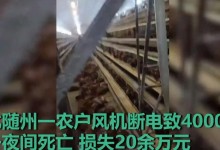 高温天断电 鸡笼成蒸笼热死4000只鸡 损失20余万-融党建互动平台