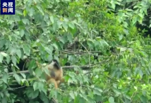 极度濒危灵长动物东黑冠长臂猿数量增至5群36只-融党建互动平台