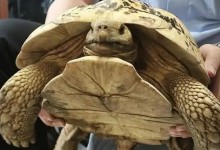 上海一小区惊现40厘米陆龟散步 再绿化带悠闲散步-融党建互动平台