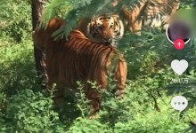 男子自称上山捡菌遇老虎 警方：行拘，系野生动物园拍摄-融党建互动平台