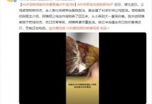 4岁宠物鸡被咬伤兽医缝40针救活 网友：这是真爱了-融党建互动平台