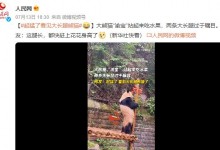 熊猫渝宝站起来吃水果 大长腿瞩目 网友：都快赶上花花身高了-融党建互动平台