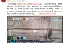 “贪吃蛇”吞下2只鹦鹉被困鸟笼 消防：带到野外放生-融党建互动平台