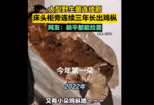 村民家中床头连续三年长鸡枞 网友：吃不完根本吃不完-融党建互动平台