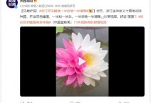浙江罕见睡莲一半浓艳一半清雅 见者好运“莲莲”-融党建互动平台