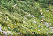 罕见!野生大熊猫与羚牛“对峙”：面对威胁 大熊猫选择撤退-融党建互动平台