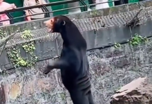 杭州动物园这只熊火了：曾被质疑“人假扮” 很多人去看它-融党建互动平台