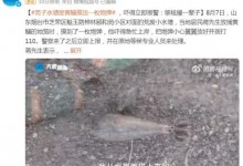 男子下池塘抓鱼摸出炮弹：够炫耀一辈子的了-融党建互动平台