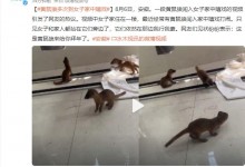 黄鼠狼多次闯入女子家中 网友：黄鼠狼来拜年了-融党建互动平台