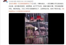 货车爆胎一车生猪屁股都热红了 消防员给“二师兄”喷水降温-融党建互动平台