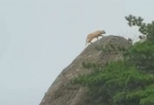 游客拍到珍稀云豹？专家：是大橘猫 是典型的猫-融党建互动平台