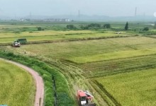 江西200多万亩再生稻进入收割期 机械化助力确保颗粒归仓-融党建互动平台