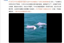 中华白海豚在广东阳江海域现身 犹如水中精灵-融党建互动平台