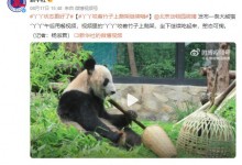 实拍丫丫午后用餐 咬着竹子上爬架啃 肉眼可见地胖起来-融党建互动平台