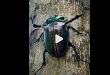 稀有巨型甲虫彩臂金龟现身广东 是一种有“环境指示功能”的生物-融党建互动平台