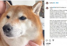 表情包小狗Cheems去世 主人回应：请记得它带来的欢乐-融党建互动平台