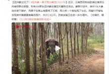 亚洲象一鼻子甩出毒品2.8公斤 网友：大象不是白溜达的-融党建互动平台