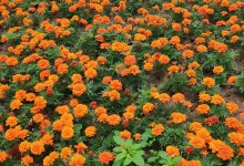 微信表白代码大全可复制 微信神秘隐藏表白代码技巧-融党建互动平台