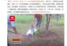 北京大兴出现一只一米长巨型蜥蜴 专家：被放生的-融党建互动平台