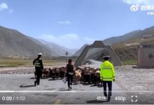 新疆交警化身草原牧羊人护航转场 安哥：是“牧羊人”，也是护航人！-融党建互动平台