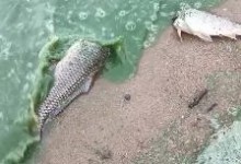 徐州一湖水质呈绿色出现死鱼 官方：或为蓝藻爆发-融党建互动平台