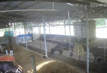 6岁男孩在牛棚玩耍被公牛顶撞离世 公牛疑似被激怒-融党建互动平台