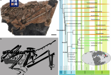 中国发现新的鸟翼类恐龙化石“奇异福建龙”-融党建互动平台