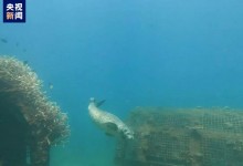 国家一级保护野生动物斑海豹首次现身三亚海域-融党建互动平台