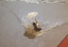 香港遭百年一遇暴雨 女子被狂流冲倒 多地区出现严重水浸-融党建互动平台