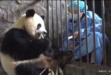 大熊猫“园润”当妈妈了  顺利产仔 有专门的饲养员照顾-融党建互动平台