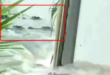 茂名养殖场疑多条鳄鱼出逃 民兵称将击毙 当地：尽量不出门-融党建互动平台