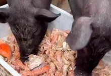 男子给猪喂皮皮虾螃蟹 网友：看起来很扎嘴-融党建互动平台