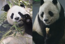 大熊猫“公主”和“融融”已离世 死亡原因披露-融党建互动平台
