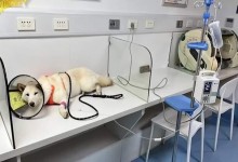 柴犬误食70粒布洛芬主人花5千救回 主人：上月还偷吃巧克力送医-融党建互动平台