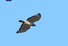 云南大山包新记录到国家二级保护野生动物蜂鹰和鹊鹞-融党建互动平台