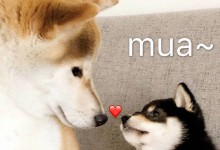 描写中秋的古诗诗句 关于中秋的月亮诗词唯美句子-融党建互动平台