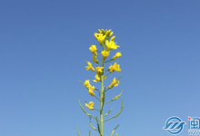 寒露节气的古诗 寒露节气方案发朋友圈说说问候语句子-融党建互动平台