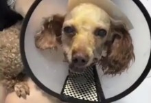 11岁女孩将狗偷走掰断其牙齿舌头 警方已对其批评教育-融党建互动平台