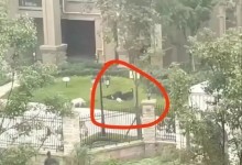 女童母亲：要追究物业和狗主人责任 女孩精神状态稳定-融党建互动平台