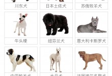 咬伤女童烈犬不在当地禁养犬名单中 狗主人仍在寻找中-融党建互动平台