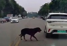 四川被咬女童20多处咬伤 会诊医生：丢肾的概率非常高-融党建互动平台