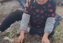 60箱蜜蜂被指遭人投毒一夜死光 河南老人坐地痛哭-融党建互动平台