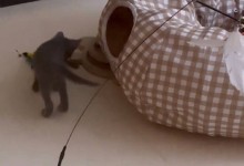 宋慧乔去韩素希家了 发了猫猫视频还艾特韩素希说可爱-融党建互动平台