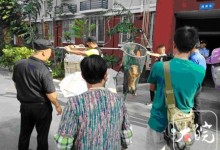 合肥宠物狗出门最新规定：不拴绳将一律捕捉-融党建互动平台