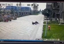 四川女童遭黑色罗威纳咬伤最新消息：犬主人被刑拘-融党建互动平台