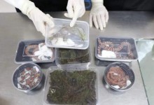 男子携40条蝾螈8条蛇3只蜥蜴入境 网友：好恐怖-融党建互动平台