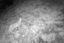 四川达古冰川首次发现荒漠猫 系中国特有物种-融党建互动平台